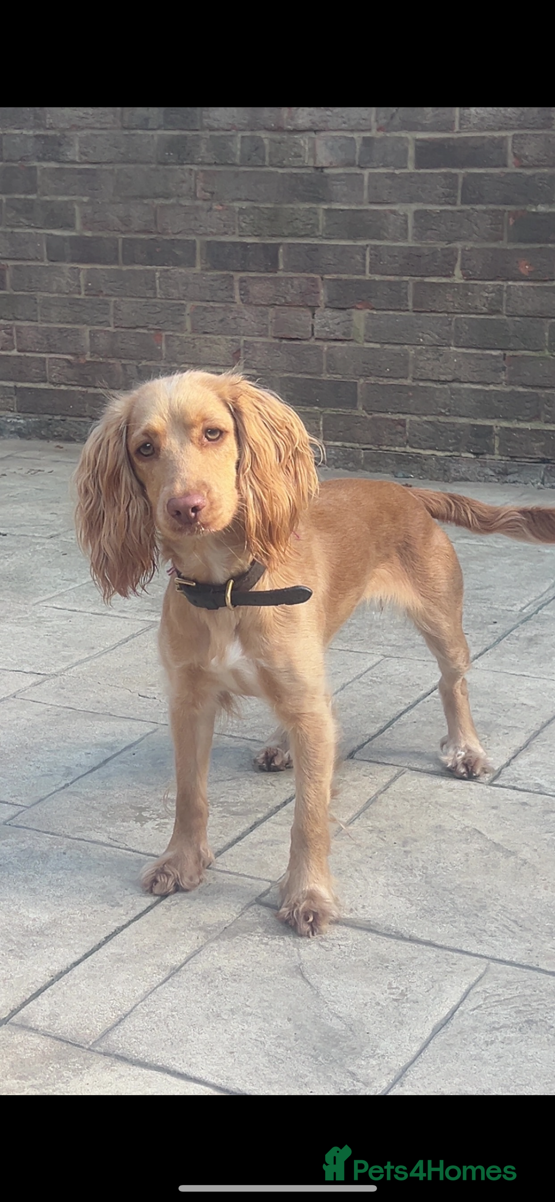 Cocker Spaniel dogs for sale: Working Cocker spaniel puppies - Image 6