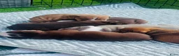 English Bulldog dogs for sale: 🍫Outstanding choc English bulldogs 🌟⭐️⭐️ - Advert 2