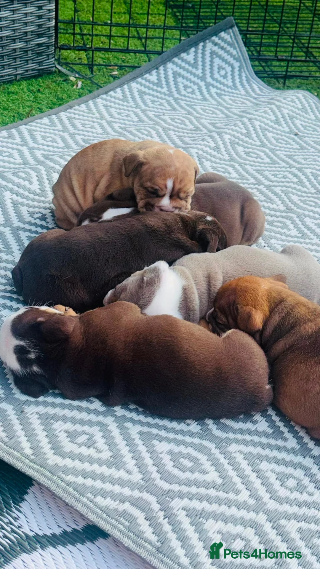 English Bulldog dogs for sale: 🍫Outstanding choc English bulldogs 🌟⭐️⭐️ - Advert 2