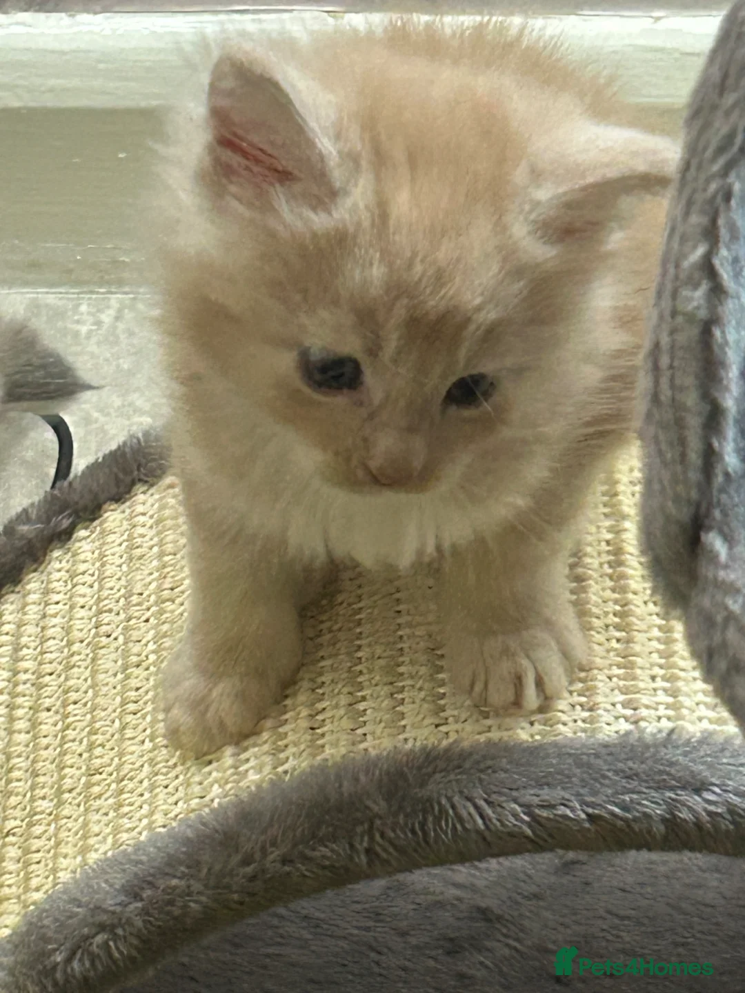 Maine Coon cats for sale: 😻😻 STUNNING CREAM MALE MAIN COONS 😻😻 - Advert 2