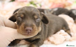 Miniature Dachshund dogs for sale: KC Miniature Dachshund Puppies - Image 18
