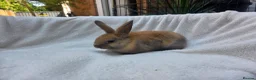 Mixed Breed rabbits for sale: 1 Boy & 1 girl Rabbits - Advert 1