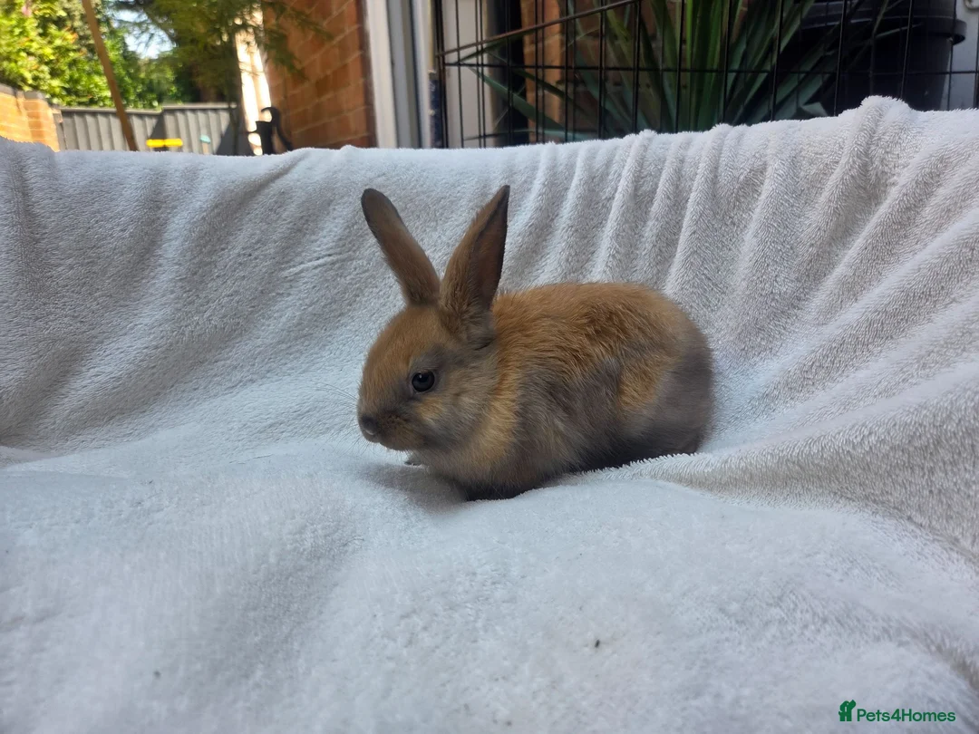 Mixed Breed rabbits for sale: 1 Boy & 1 girl Rabbits - Advert 1