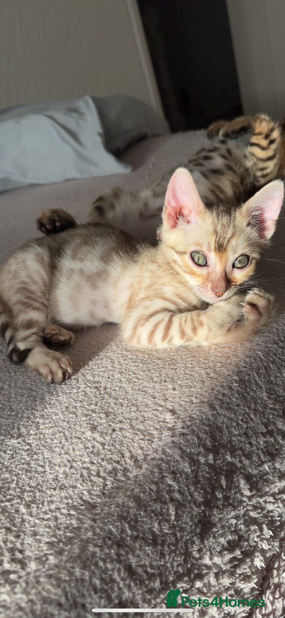 Bengal cats for sale: Pure Bred Bengals 1 BOY & 1 GIRL AVAILABLE!💓 - Advert 5