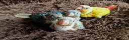 Conures birds for sale: Super adorable fully hand reared baby conures  - Advert 9