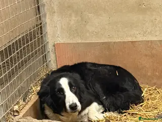 Border Collie dogs Border collie pup 👀 for his forever 🏡 - Advert 1
