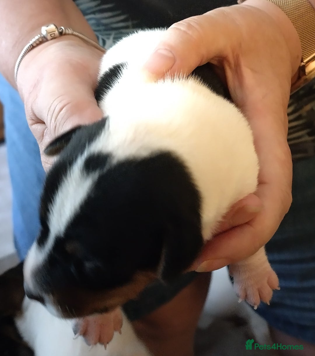 Jack Russell dogs for sale: Jack Russell litter  - Image 9