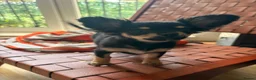 Chihuahua dogs for sale:  🐾 One little precious girl remaining 🐾  - Advert 13