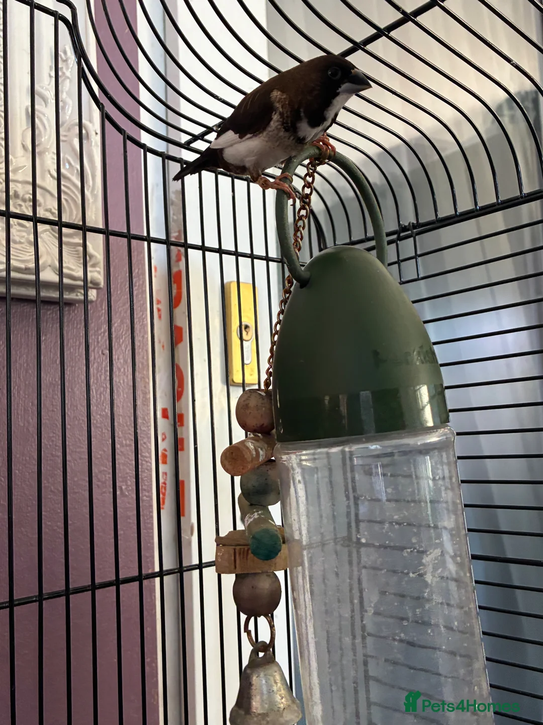 Finches birds for sale: Breeding pair of Bengali finch  in Bolton - Advert 5