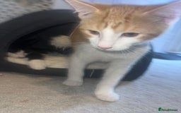 Mixed Breed poultry for sale: Two kittens  - Image 3