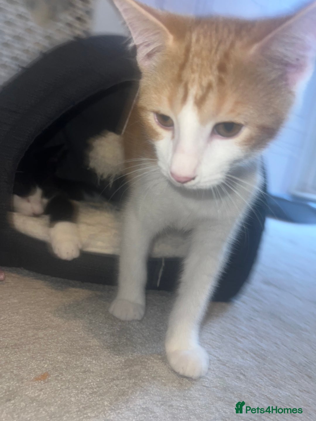 Mixed Breed poultry for sale: Two kittens  - Image 3