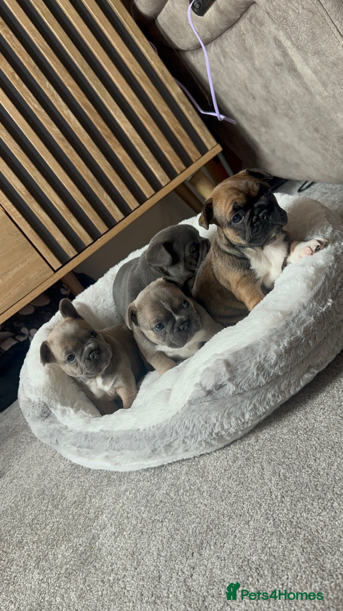 French Bulldog dogs L4 FLUFFY FRENCH BULLDOG PUPPIES — 2 AVAILABLE  - Advert 9