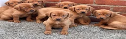 Labrador Retriever dogs for sale: Health Tested Working Labrador Pups - Advert 7