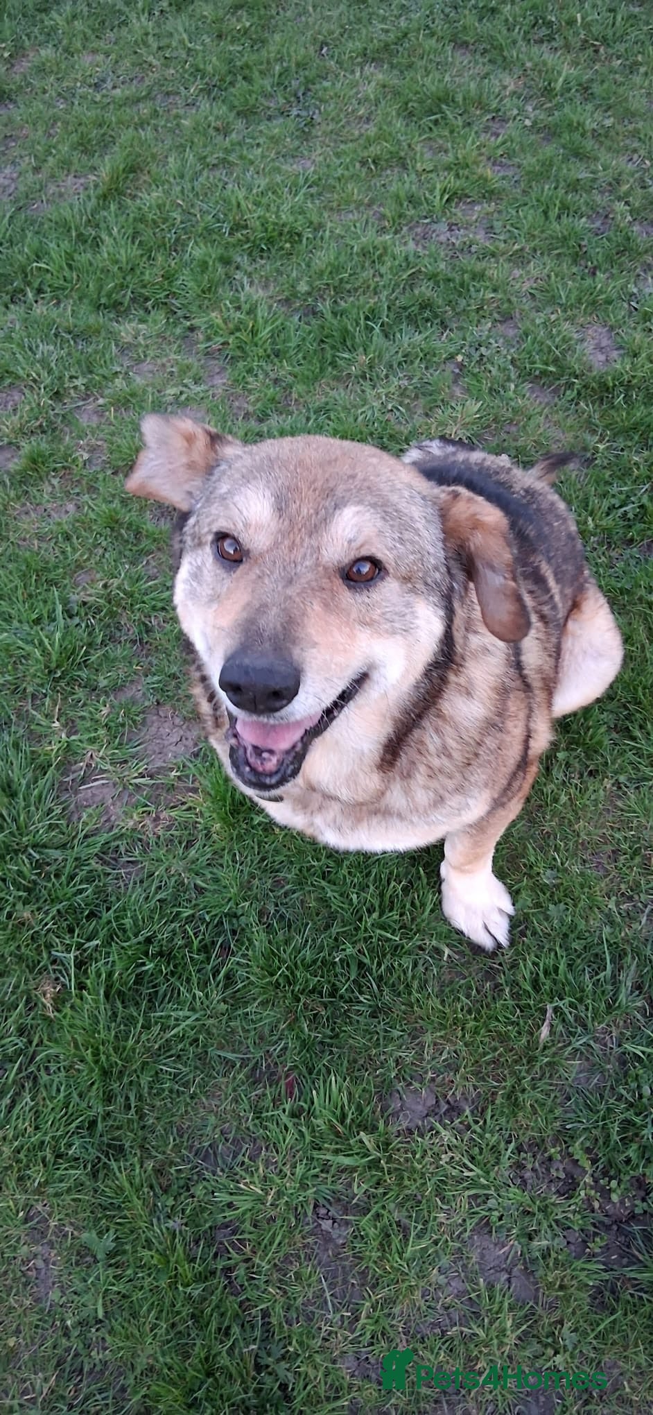 Mixed Breed dogs QUINN Saved from kill shelter Now he needs you ❤️ - Advert 1