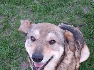 Mixed Breed dogs QUINN Saved from kill shelter Now he needs you ❤️ - Advert 2