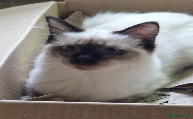 Ragdoll cats - Advert 10