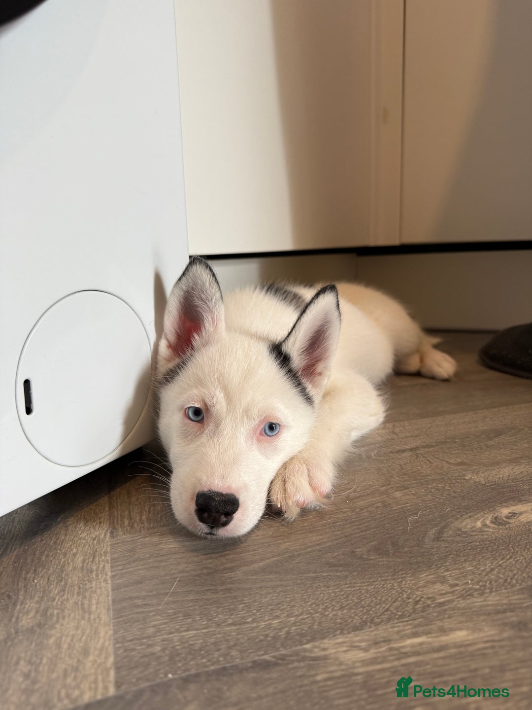 Siberian Husky dogs for sale: Rare Blue-Eyed Piebald Husky Girl, Ready Now - Image 6