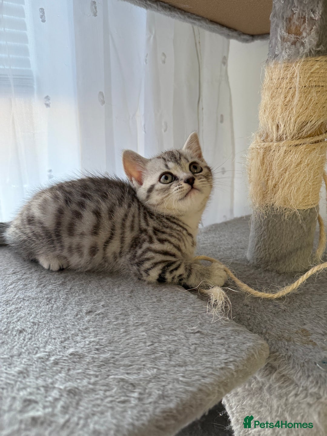 Scottish Fold cats for sale: 🐾 Adorable Scottish Straight kittens  - Advert 13