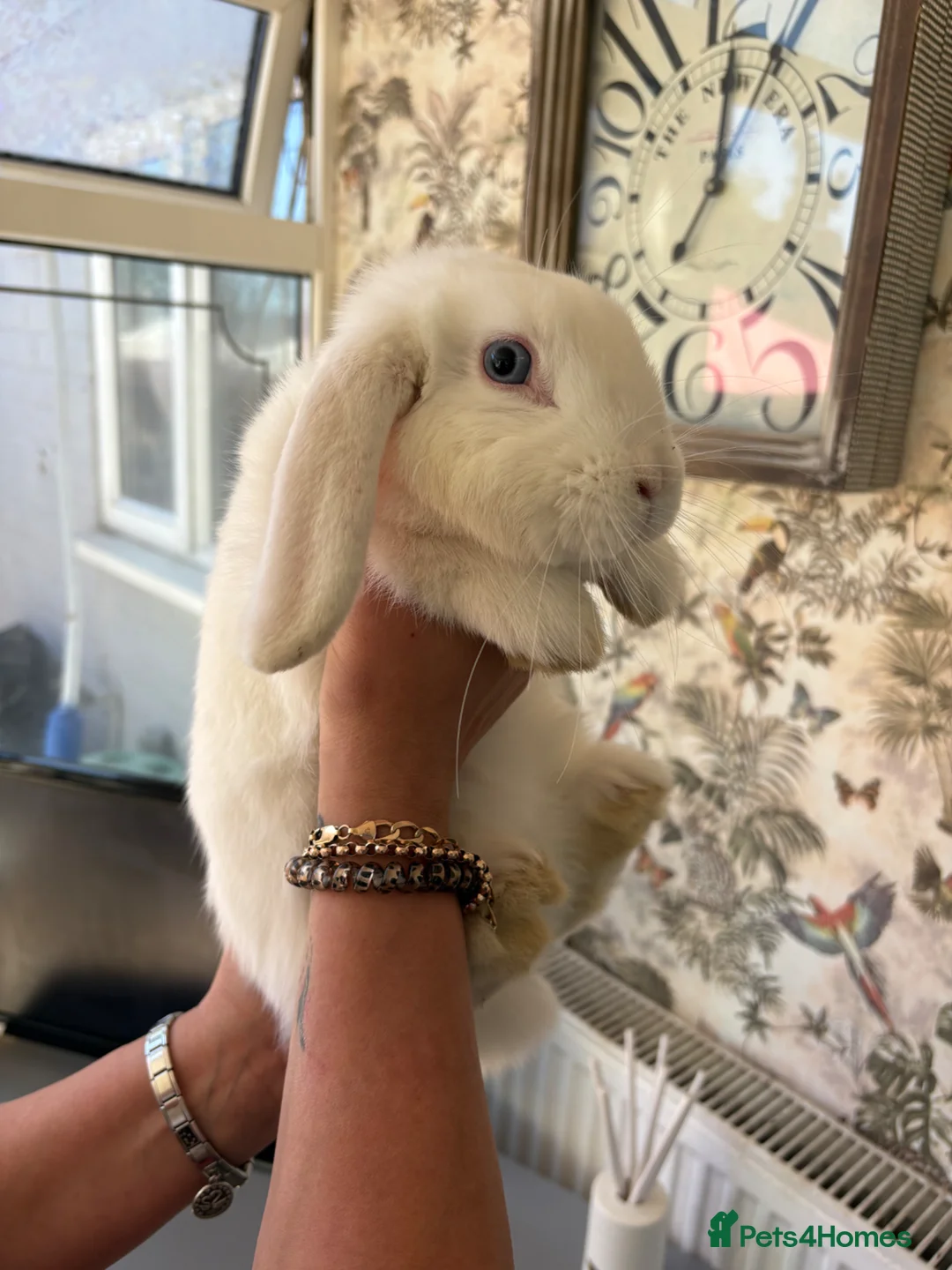 Mini Lop rabbits for sale: 6 month old female Mini Lop  - Advert 4