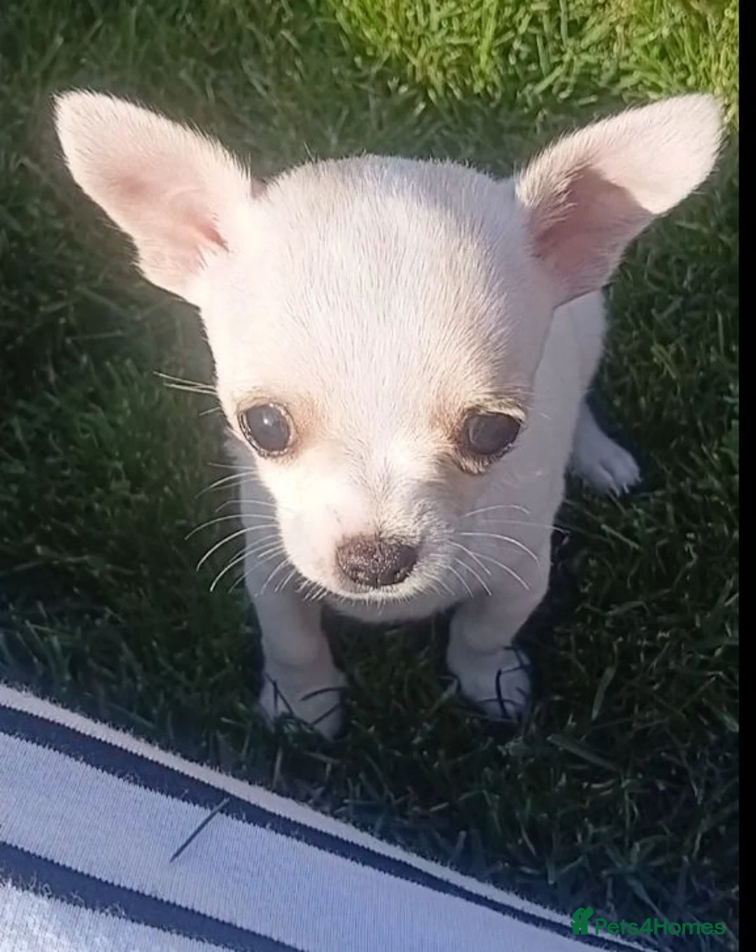 Chihuahua dogs for sale: Miniature  **  Chihuahua (Applehead) in Whitley Bay - Advert 1
