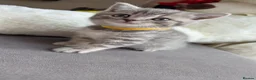 British Shorthair cats for sale: British Shorthair/ Scottish Fold Stunning Kittens - Advert 13
