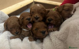 Cavapoo dogs for sale: 🐾 Beautiful F1 Cavapoos – Raised with Love  🐾 - Advert 1