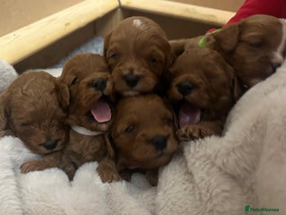 Cavapoo dogs for sale: 🐾 Beautiful F1 Cavapoos – Raised with Love 🐾 - Advert 1