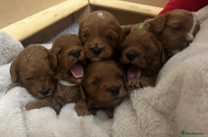 Cavapoo dogs 🐾 Beautiful F1 Cavapoos – Raised with Love 🐾 - Advert 1