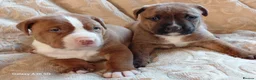 Mixed Breed dogs for sale: Stunning Bullmastiff x Pups - Advert 3