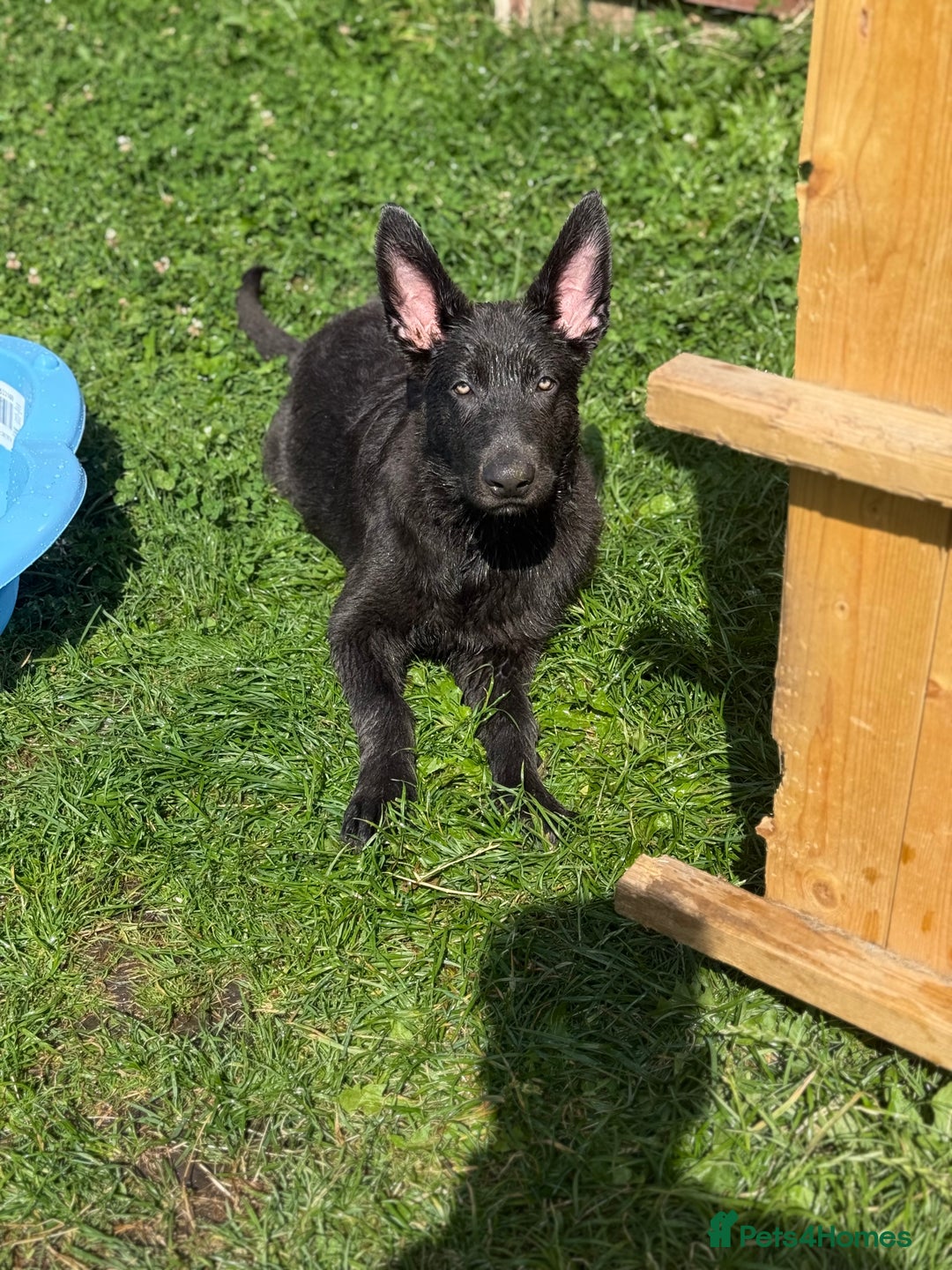 German Shepherd dogs for sale: Grey German Shepherd pup for sale - Image 7