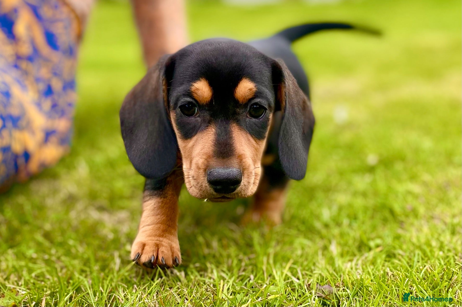 Miniature Dachshund dogs 💕 Ready Now and Reduced! Lovely Mini Doxies - Advert 16