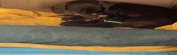 Miniature Dachshund dogs for sale: Stunning Chocolate & Tan Miniature Dachshund  - Advert 5