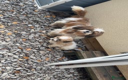 Malshi dogs for sale: Shitzu cross Maltese puppy for sale  - Image 6