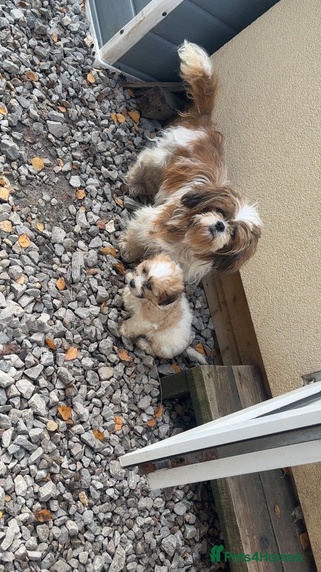 Malshi dogs for sale: Shitzu cross Maltese puppy for sale  - Image 6