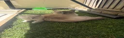 Ragdoll cats for sale: Ragdoll kitten  in London - Advert 31