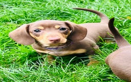 Miniature Dachshund dogs for sale: KC Miniature Dachshund - Image 3