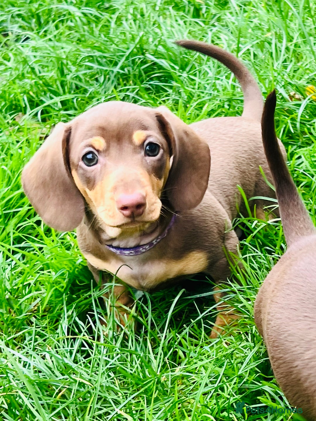 Miniature Dachshund dogs for sale: KC Miniature Dachshund - Image 3