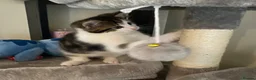 Mixed Breed cats for sale: Kittens for sale - Advert 5