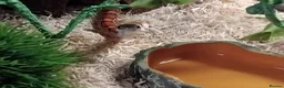 Corn Snake reptiles for sale: 2 corn snakes with 2 set ups - Advert 6