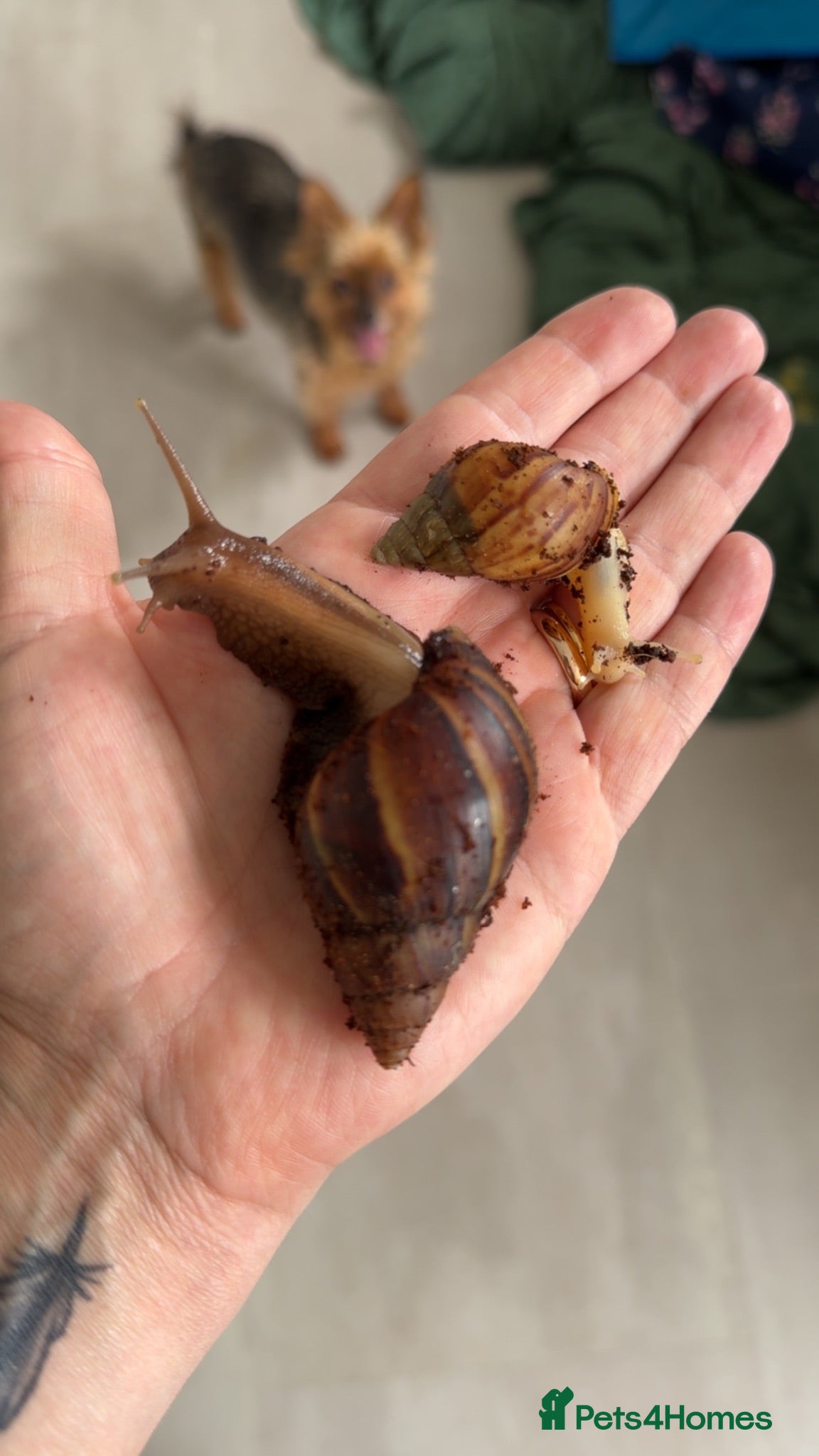 Snails invertebrates African land snail - Advert 5