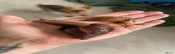 Snails invertebrates for sale: African land snail in Plymouth - Advert 1