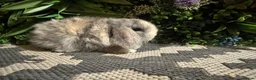 Mini Lop rabbits for sale: 🐰Pure breed mini lops ready to go 🐰 - Advert 7