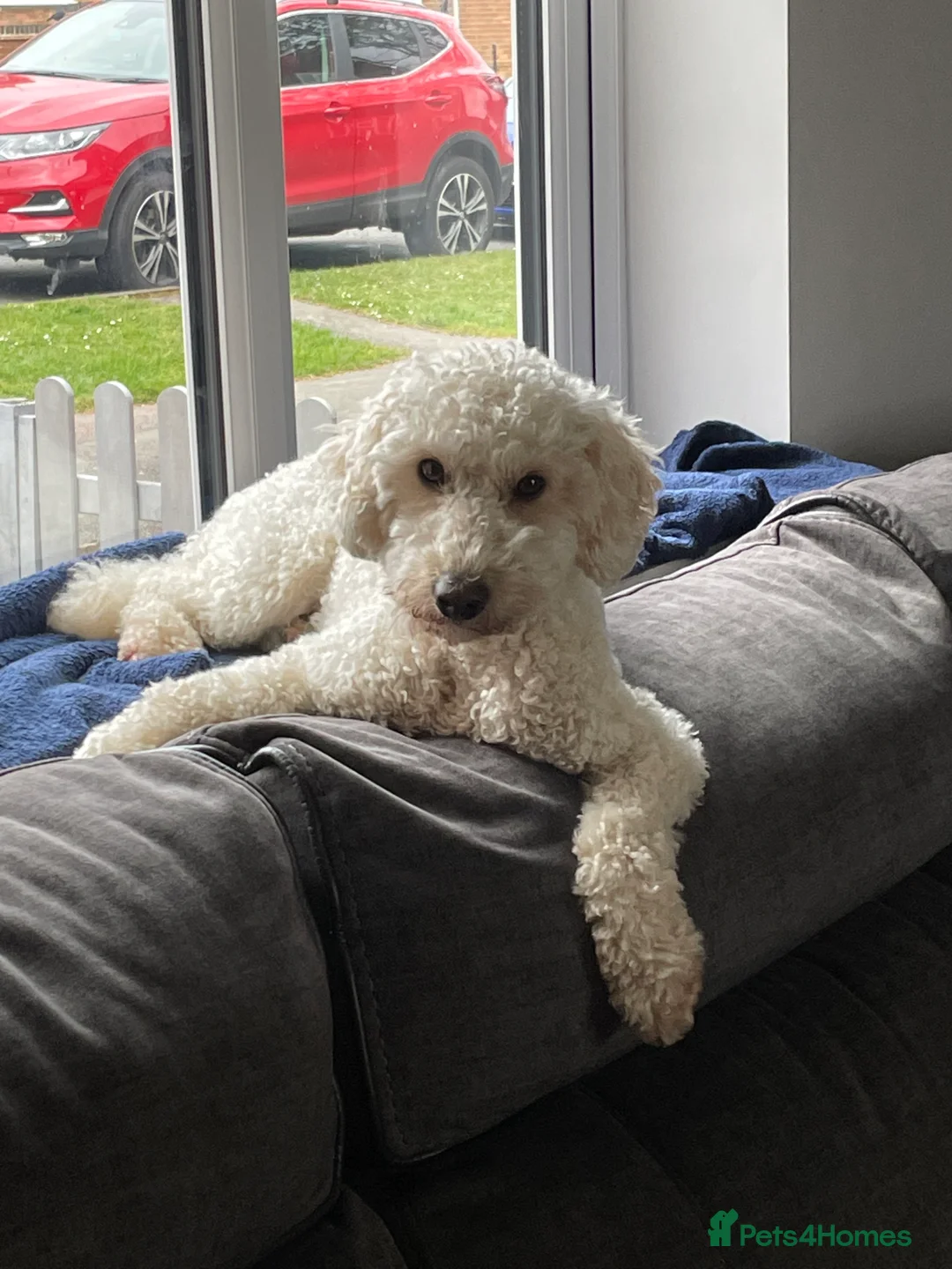 Miniature Poodle dogs for stud: Cream Miniature Poodle - available for stud in Welwyn - Advert 16