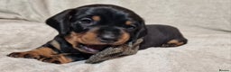Miniature Dachshund dogs for sale: Champion bloodlines excellent quality KC miniature - Advert 31