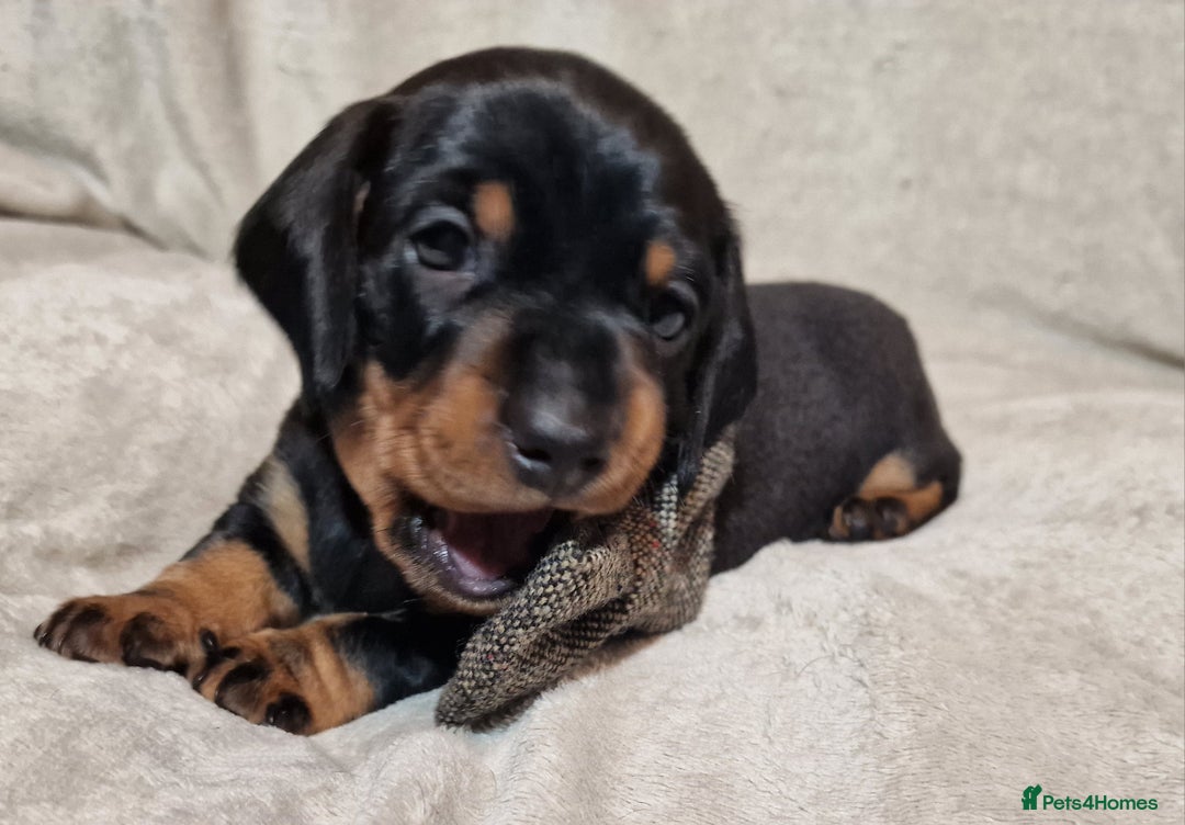 Miniature Dachshund dogs for sale: Champion bloodlines excellent quality KC miniature - Advert 31