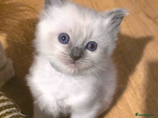 Ragdoll cats Ragdoll 4 girls 💗💗💗💗 - Advert 13