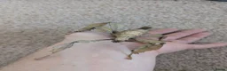 Stick Insects invertebrates for sale: Macleays Spectre/Giant Prickly Stick Insect Eggs - Advert 6