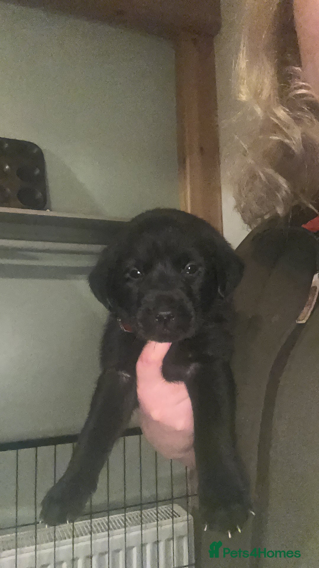 Labrador Retriever dogs for sale: Black Labrador pups  - Advert 14