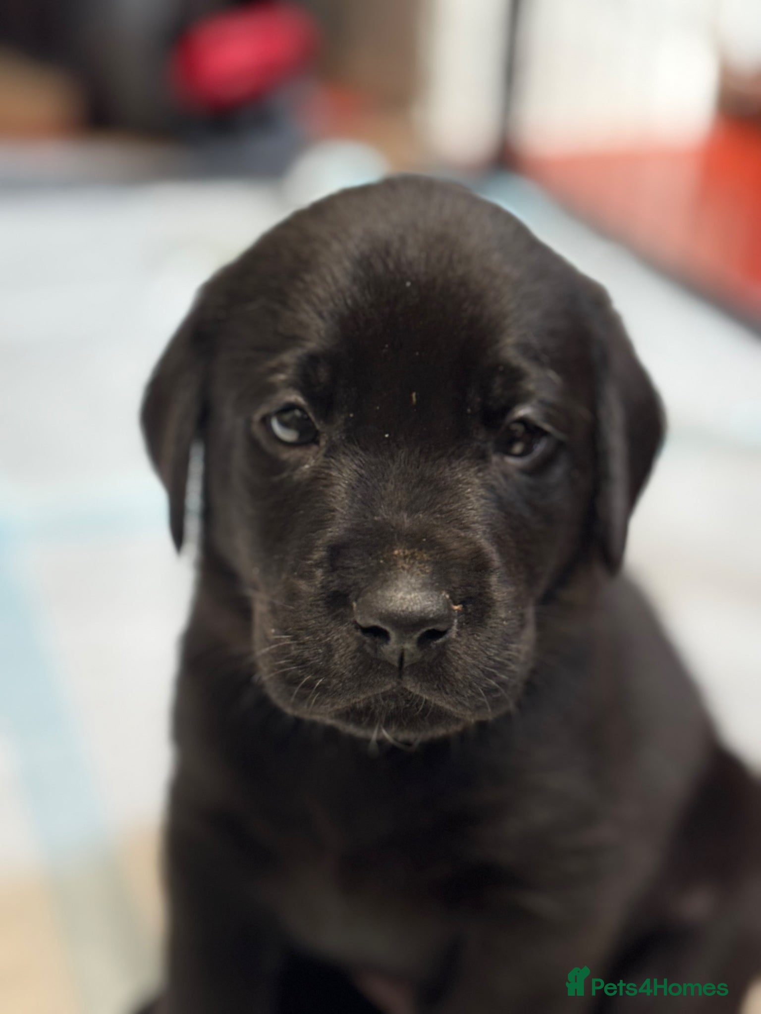 Labrador Retriever dogs Gorgeous Litter of Labrador puppies - Advert 2