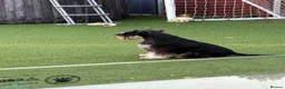 Miniature Schnauzer dogs for stud: 🏆 Crufts Placed, Stud Book Number, DNA Clear  in Cambridge - Advert 10
